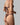 Bella Bottom Safari